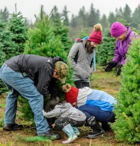 Family picking out a Christmas tree