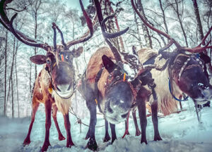 Reindeer in the forest covered in snow